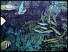 sharm el sheik 003.jpg