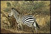 tanzania 027.jpg
