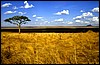 tanzania 028.jpg