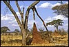 tanzania 035.jpg