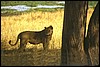 tanzania 052.jpg