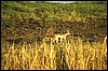 tanzania 063.jpg