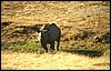 tanzania 092.jpg