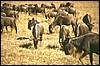 tanzania 100.jpg