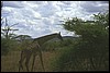 tanzania 148.jpg