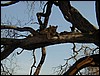tanzania tarangire 036.jpg