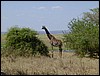 tanzania tarangire 110.jpg