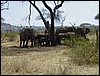 tanzania tarangire 137.jpg