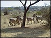 tanzania tarangire 139.jpg