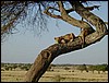 tanzania tarangire 143.jpg