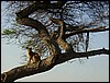 tanzania tarangire 144.jpg