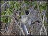 tanzania tarangire 161.jpg