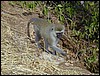 tanzania tarangire 165.jpg