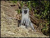 tanzania tarangire 166.jpg