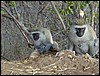 tanzania tarangire 168.jpg