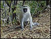 tanzania tarangire 169.jpg