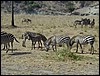 tanzania tarangire 209.jpg