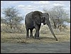 tanzania tarangire 212.jpg