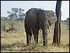 tanzania tarangire 215.jpg