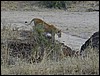 tanzania tarangire 231.jpg