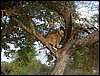 tanzania tarangire 232.jpg