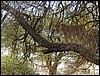 tanzania tarangire 235.jpg