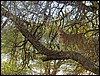 tanzania tarangire 236.jpg