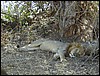 tanzania tarangire 241.jpg