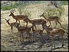 tanzania tarangire 261.jpg