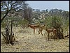 tanzania tarangire 262.jpg