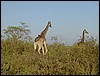 tanzania tarangire 315.jpg