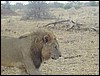 tanzania tarangire 316.jpg