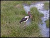 tanzania tarangire 326.jpg