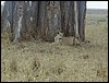 tanzania tarangire 334.jpg