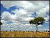 tanzania tarangire 340.jpg