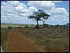 tanzania tarangire 348.jpg
