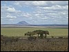 tanzania tarangire 349.jpg