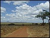 tanzania tarangire 350.jpg