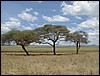 tanzania tarangire 352.jpg