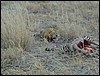 tanzania tarangire 413.jpg