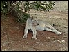 tanzania tarangire 416.jpg