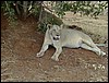 tanzania tarangire 417.jpg