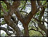 tanzania tarangire 483.jpg