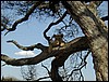 tanzania tarangire 501.jpg