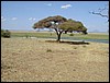 tanzania tarangire 517.jpg