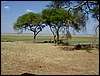 tanzania tarangire 518.jpg