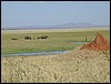 tanzania tarangire 522.jpg