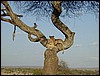 tanzania tarangire 573.jpg