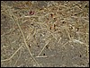 tanzania tarangire 585.jpg