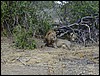 tanzania tarangire 605.jpg